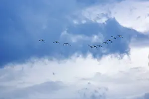 Scandinavian Nature Scene Drucke: Bird migration, formation in the evening sky