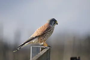Drucke von Ein Vogel beobachtet die Umgebung von einem Pfosten aus, Kieksee (Falco tinnunculus) Kieksee, Falco tinnunculus, Falken, Greifvogel, Greifvogel, Vogel, männlich , männlich , Ornithologie Turmfalke Drucke: Ein Vogel beobachtet die Umgebung von einem Pfosten aus.