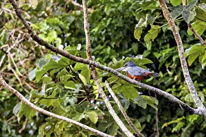 Drucke von Ein Vogel sitzt auf einem Ast in einer dichten, grünen Wälder: ein rotschnabeltrockenbauchkolibri im Amazonasbecken nahe Rurrenabaque in Bolivien (Megaceryle torquata) Eisvögel Drucke: Ein Vogel sitzt auf einem Ast in dichtem.