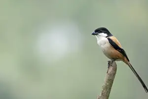 Nature Wildlife Images Drucke: A bird perched thoughtfully on a branch