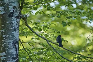 Drucke von Ein Vogel sitzt auf einem Zweig im Wald, umgeben von grünen Blättern und Sonnenlicht: ein Amsel (Turdus merula), Slowenien Amseln Drucke: Ein Vogel sitzt auf einem Zweig im Wald.