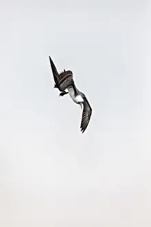 Drucke von Ein Vogel stürzt dynamisch vom Himmel auf den Boden zu Pelikan Drucke: Ein Vogel stürzt dynamisch vom Himmel zur Erde.