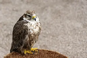 Bird Photography Outdoors Drucke: A bird of prey is perched on a round surface