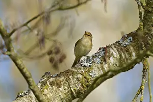 Drucke von Vogel singt auf einem Baumstamm in der Frühlingsnatur, Goldschnabel (Phylloscopus collybita), Frühling, Vogeleiland, Altmühlsee, Muhr am See, Gunzenhausen, Fränkisches Seenland, Bayern Zilpzalp Drucke: Vogel singt auf einem Baumstamm im Frühling in der Natur.