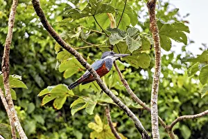 Drucke von Ein Vogel sitzt unter den Ästen, umgeben von dichtem grünem Laub und hellem Licht: ein Purpurreiher in der Amazonas-Region nahe Rurrenabaque in Bolivien (Megaceryle torquata) Eisvögel Drucke: Ein Vogel sitzt unter den Ästen.