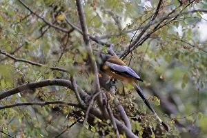 Asian Bird Species Drucke: A bird sits among the branches of a tree