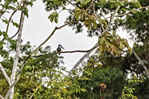 Drucke von Ein Vogel sitzt hoch oben in einem Baum, umgeben von Blättern an einem wolkenverhangenen Tag: ein Purpurreiher im Amazonasbecken nahe Rurrenabaque in Bolivien (Megaceryle torquata) Eisvögel Drucke: Ein Vogel sitzt hoch oben in einem Baum.