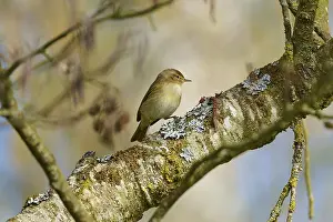 Drucke von Ein Vogel sitzt still auf einem Baumstamm im Frühling, Goldschnäppchen (Phylloscopus collybita), Frühling, Vogelinsel, Altmühlsee, Muhr am See, Gunzenhausen, Fränkisches Seenland, Bayern Zilpzalp Drucke: Ein Vogel sitzt still auf einem Baumstamm im Frühling.