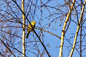 Central Europe Bird Species Drucke: A bird sitting on thin branches of a tree