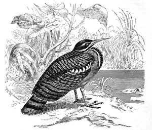 Historical Bird Illustration Drucke: Bird, sunbittern (Eurypyga helias)