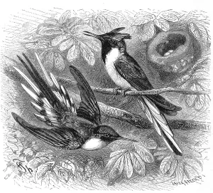 Wild Animal Representation Drucke: Bird, Tailfinch, Heliactinus cornutus