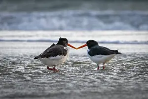 Wildlife Photography Nature Scene Drucke: Two birds face each other on the beach