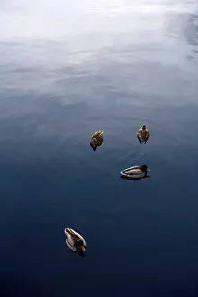 Wildlife Photography Nature Scene Drucke: Birds floating