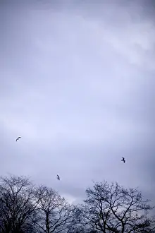 Birds In Flight Drucke: Birds flying