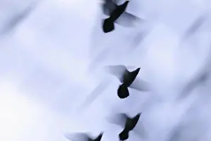Birds In Flight Drucke: Birds flying