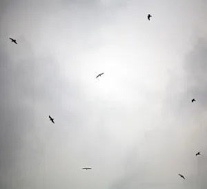 Birds In Flight Drucke: Birds flying