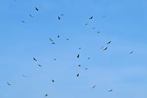 Drucke von Vögel fliegen hoch in der blauen, wolkenlosen Luft in einem geordneten Muster, Truthahngeier (Cathartes aura), Orlando Wetlands, Weihnachten, Florida, USA Aasgeier Drucke: Vögel fliegen hoch in der blauen, wolkenlosen Luft in einem geordneten Muster.