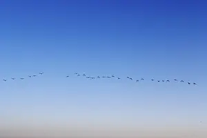 Birds In Flight Drucke: Birds flying in a row line cloud