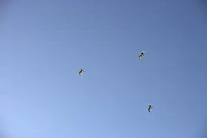Birds In Flight Drucke: Birds in the sky