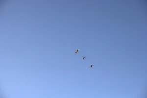 Birds In Flight Drucke: Birds in the sky