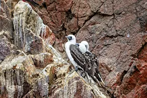 Drucke von Zwei Vögel auf einem steilen, farbenfrohen Felsvorsprung in einer natürlichen Umgebung: Guanotolpel auf den Felsen der Islas Ballestas bei Paracas in Peru (Sula variegata) Dasyproctidae Drucke: Zwei Vögel auf einem steilen Felsen.