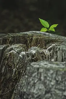 Schwarzwald Deserted Scene Drucke: Birth of a new tree in a stump
