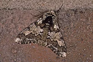 Geometer Moth Drucke: Biston strataria