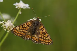 Pterygote Insect Natural Environment Drucke: Bite-check moth, abbise-tick moth
