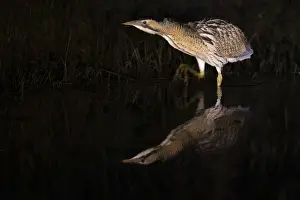Eurasian Bittern Habitat Drucke: A bittern (Botaurus stellaris) is reflected in the water