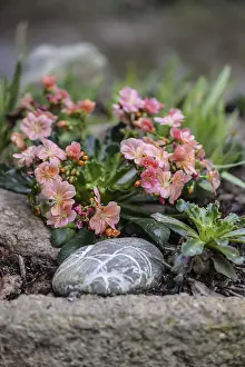 Drucke von Bitterwurzel (Lewisia cotyledon), Emsland, Niedersachsen, Deutschland Siskiyou Drucke: Bitterwurzel (Lewisia cotyledon)