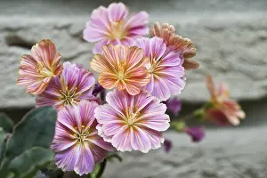 Drucke von Bitterwurzel (Lewisia cotyledon), Emsland, Niedersachsen, Deutschland Siskiyou Drucke: Bitterwurzel (Lewisia cotyledon)