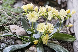 Drucke von Bitterwurzel (Lewisia cotyledon), Emsland, Niedersachsen, Deutschland Siskiyou Drucke: Bitterwurzel (Lewisia cotyledon)