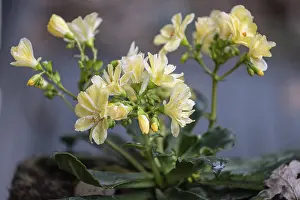 German Wildflowers Bloom Drucke: Bitterroot (Lewisia cotyledon)