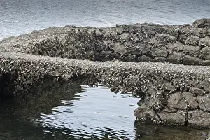 Zebramuschel Drucke: Bivalvia, dreieckige Muscheln, Dreissena polymorpha