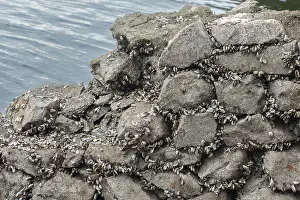 Zebramuschel Drucke: Bivalvia, dreieckige Muscheln, Dreissena polymorpha
