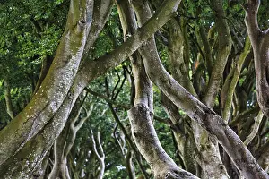 Dark Hedges Northern Ireland Drucke: Bizarre branches, ancient beech avenue