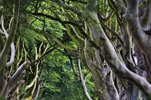 Tree Lined Road UK Drucke: Bizarre branches, old beech avenue