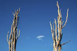 Climate Change Symbol Drucke: Bizarre formation of two dead trees