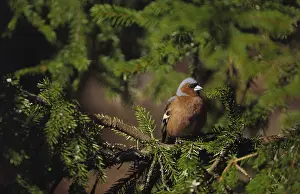 Brambling Bird Drucke: Bjerkefink - brambling
