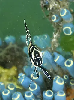 Bilder Datiert 2. August 2024: Black and white fish striking pattern