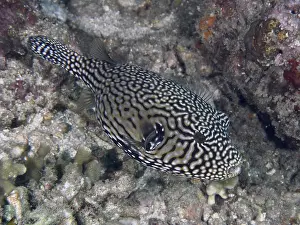 Bilder Datiert 1. August 2024: Black and white patterned pufferfish print