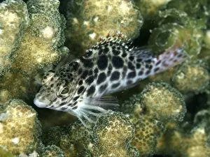 Bilder Datiert 27. Juli 2024: Black and white patterned tufted wrasse print