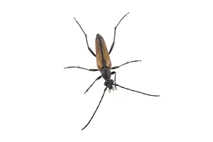 White Background Insect Drucke: Black brown bug isolated on a white background
