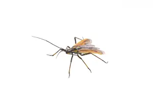White Background Insect Drucke: Black brown bug isolated on a white background