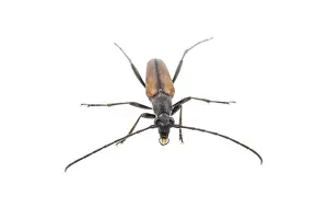 Studio Wildlife Photography Drucke: Black brown bug isolated on a white background
