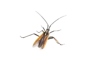 White Background Insect Drucke: Black brown bug isolated on a white background