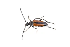White Background Insect Drucke: Black brown bug isolated on a white background