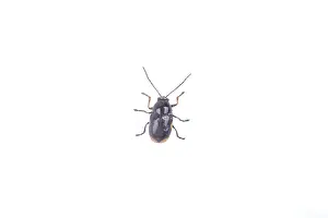 Wild Animal Studio Photo Drucke: Black bug isolated on a white background