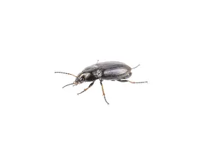 White Background Insect Drucke: Black bug isolated on a white background
