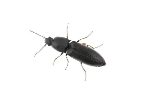 White Background Insect Drucke: Black bug isolated on a white background